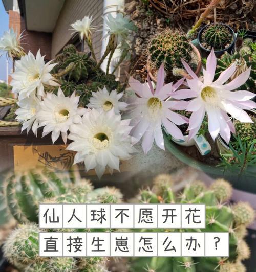 白鸟高砂仙人球的养殖方法是什么？