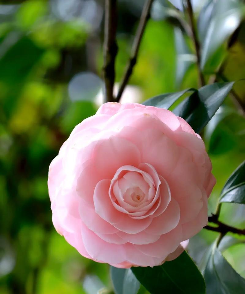 山茶花的花语是什么？它有什么特别的含义吗？