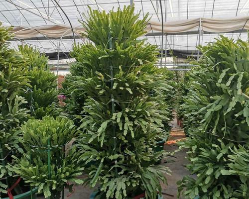 龙骨仙人掌发侧芽的方法是什么？