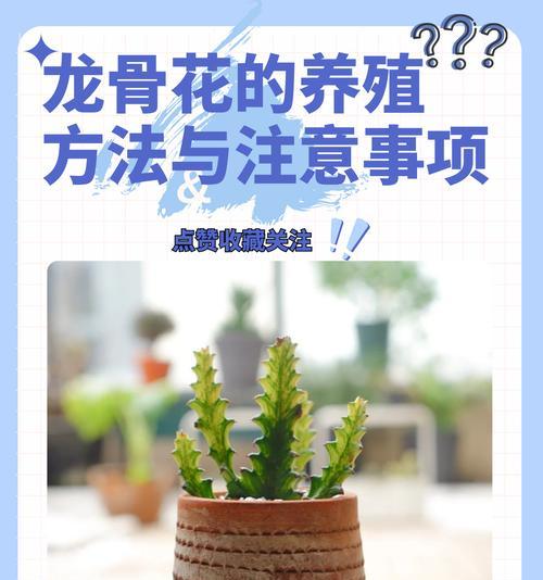 龙骨仙人掌发侧芽的方法是什么？