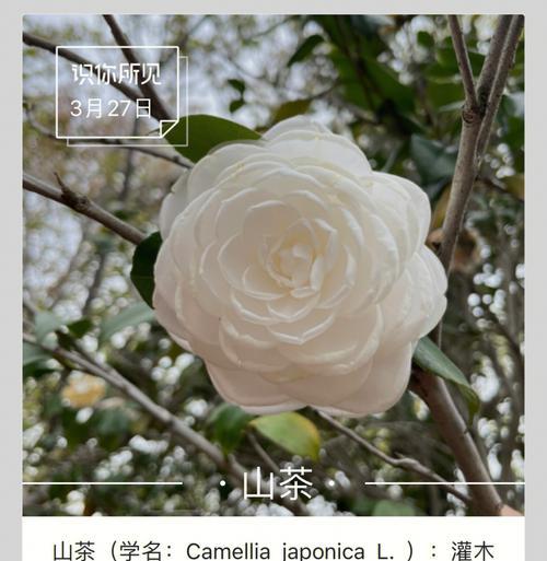 山茶花的花语是什么？它有什么特别的含义吗？