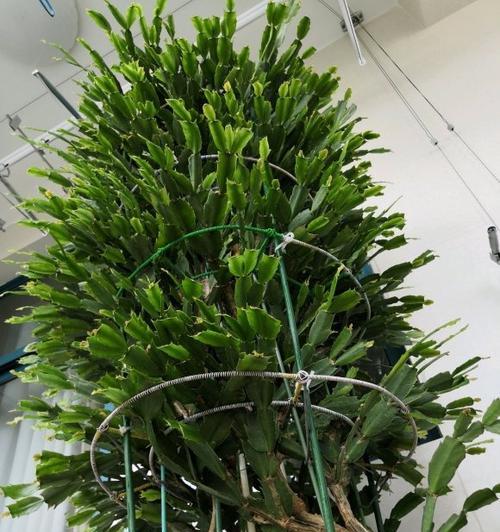 仙人掌搬家后枯萎应该怎么办？如何快速恢复其生机？