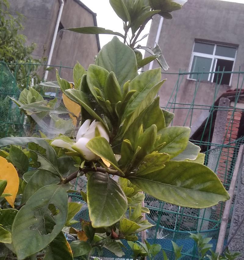 仙人掌搬家后枯萎应该怎么办？如何快速恢复其生机？