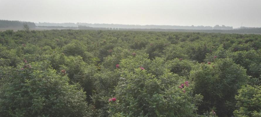 如何实现玫瑰花无农药种植？