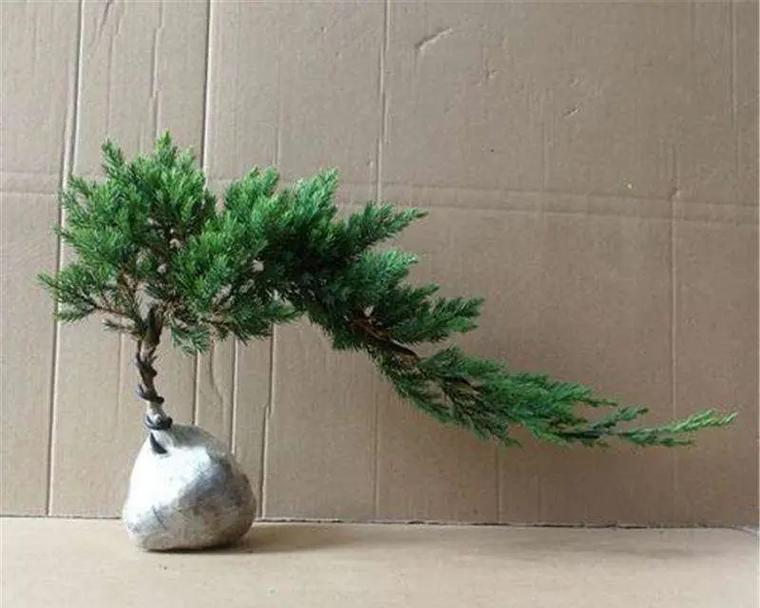 散兵的花语如何表达？