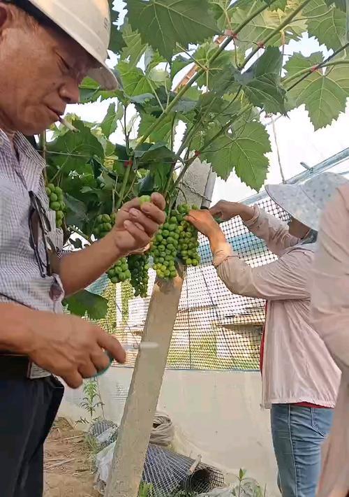 如何实现玫瑰花无农药种植？