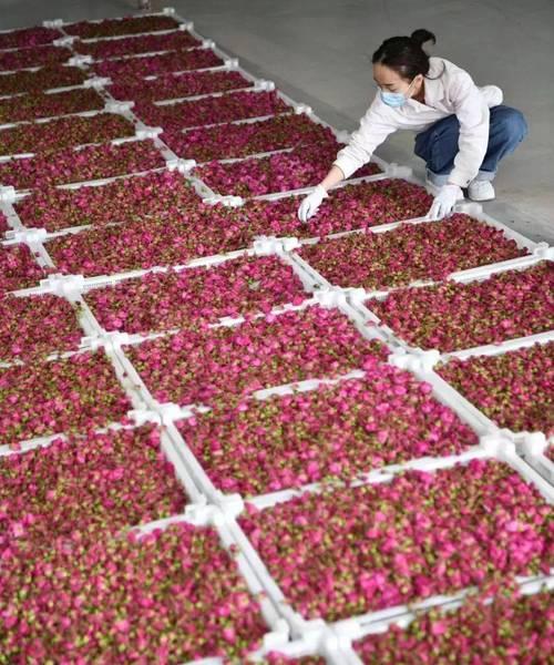 如何实现玫瑰花无农药种植？