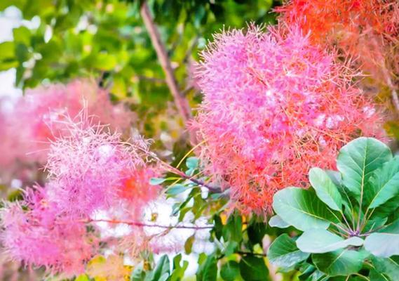 红叶黄栌的寓意和花语是什么？