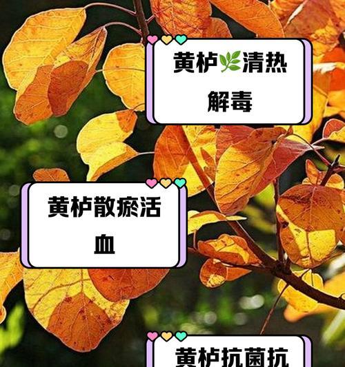 红叶黄栌的寓意和花语是什么？