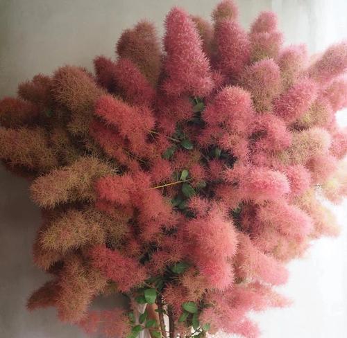 红叶黄栌的寓意和花语是什么？