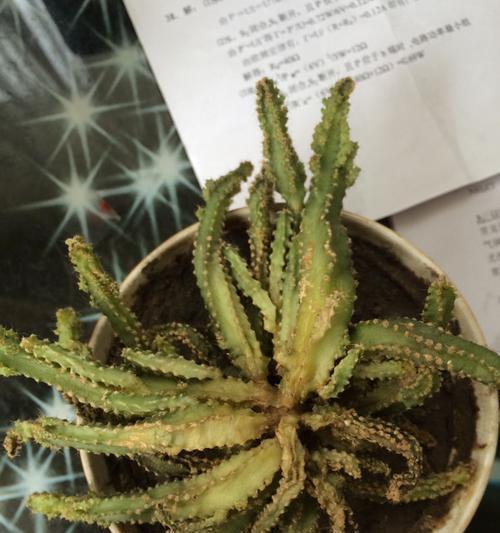 仙人掌变白蔫了是什么原因？