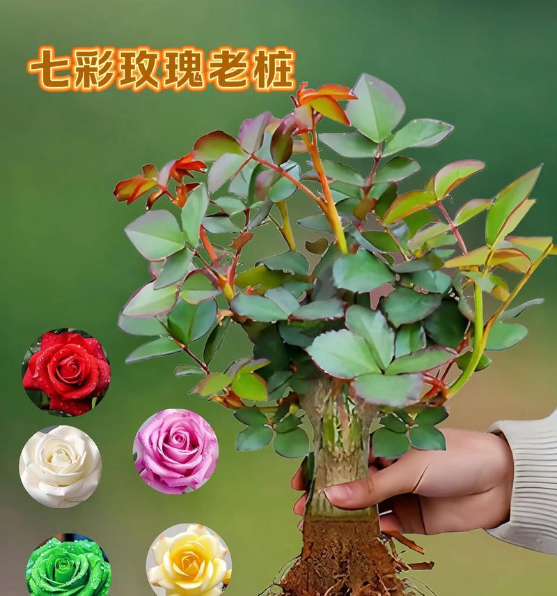 绿色妖姬玫瑰品种特点是什么？如何区分？