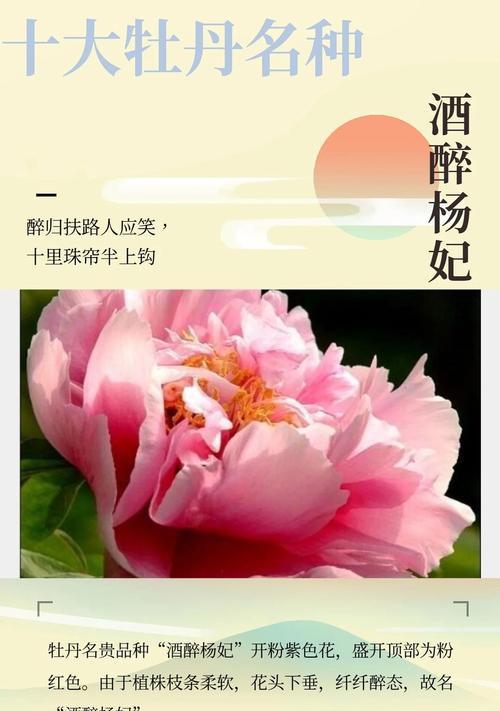 牡丹的花语是什么？它在中国文化中代表什么？