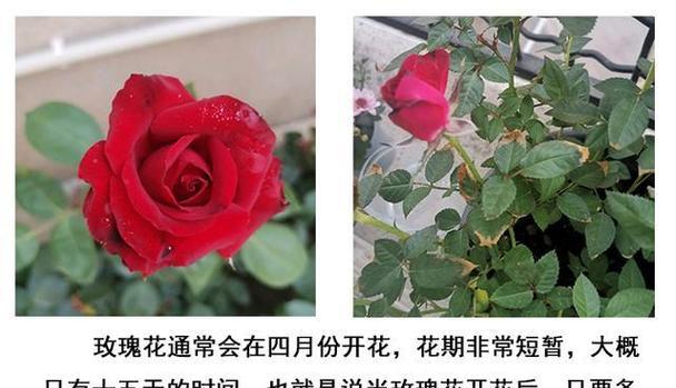 未开花的玫瑰花应该叫什么？其生长阶段如何识别？