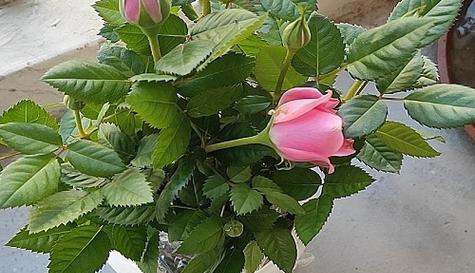 未开花的玫瑰花应该叫什么？其生长阶段如何识别？