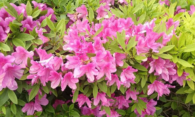杜鹃花的花语是什么含义？杜鹃花代表了什么？