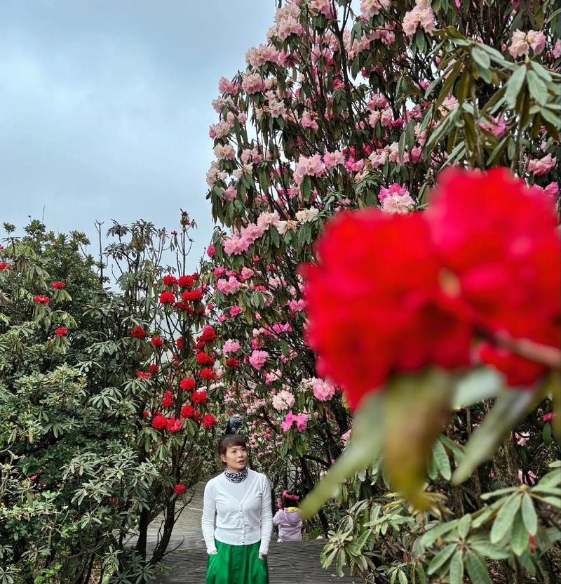 杜鹃花的花语是什么含义？杜鹃花代表了什么？