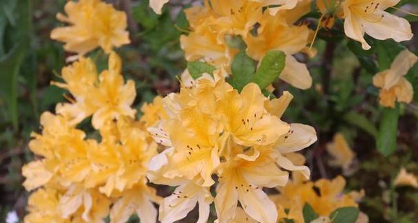 杜鹃花的花语是什么含义？杜鹃花代表了什么？
