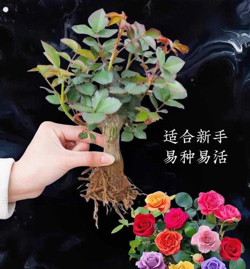 幸运之花花语是什么意思？这种花语如何带来好运？