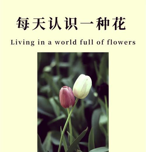 师傅收到鲜花的花语是什么？如何表达敬意？