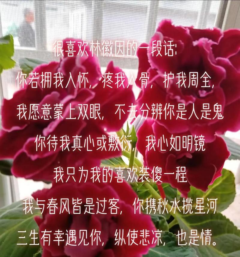 “我的眼中只有你”花语有何深意？