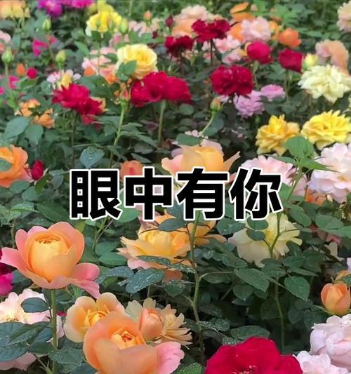 “我的眼中只有你”花语有何深意？
