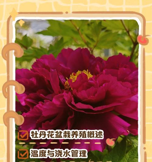盆栽牡丹花杀虫的最佳季节和方法是什么？