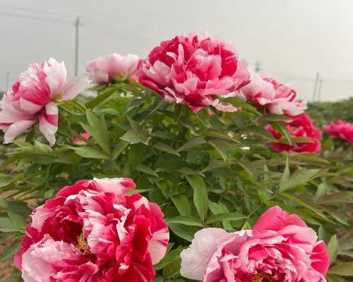 盆栽牡丹花杀虫的最佳季节和方法是什么？