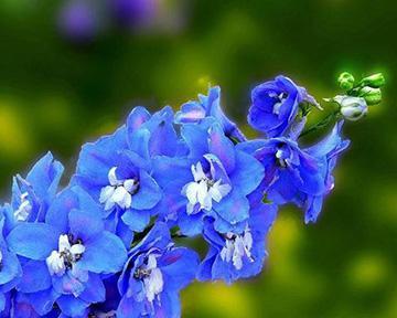 道具自由精神花语是什么意思？这种花语代表了什么？