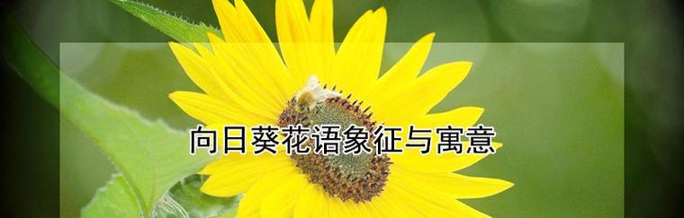 道具自由精神花语是什么意思？这种花语代表了什么？