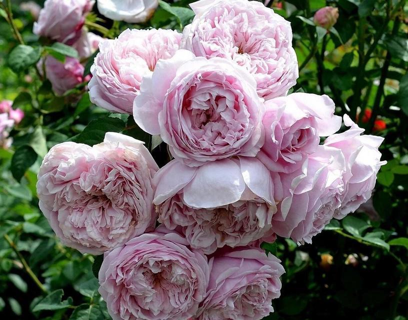道具自由精神花语是什么意思？这种花语代表了什么？