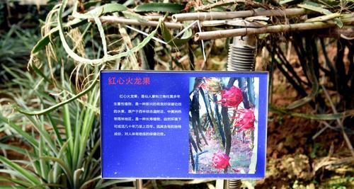 三棱柱仙人掌扦插后的施肥技巧有哪些？