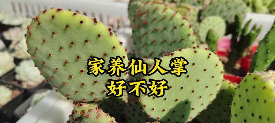 盆栽仙人掌的养护技巧有哪些？