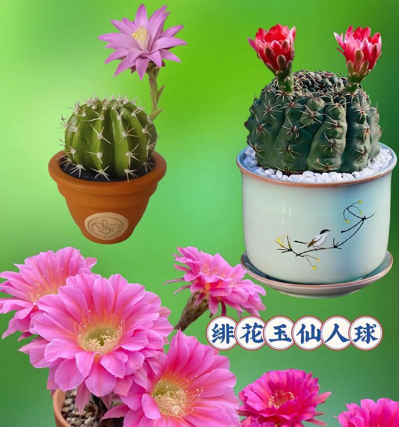 非花玉仙人球不开花的原因是什么？