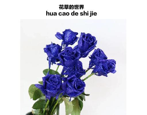 鬼马甜心玫瑰花语是什么？这种花语有何寓意？