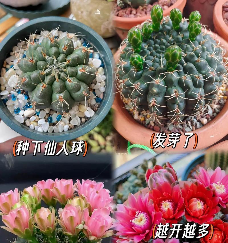 非花玉仙人球不开花的原因是什么？