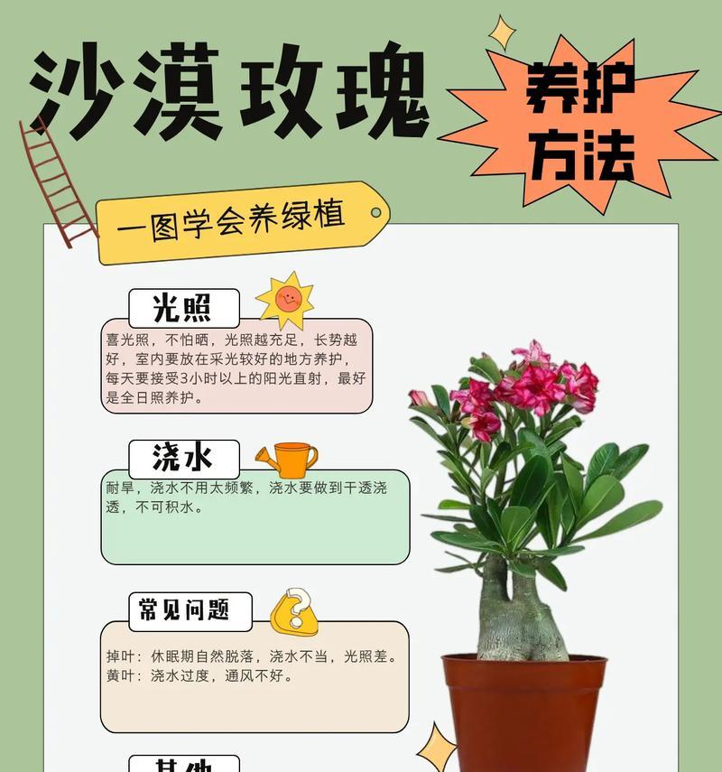 玫瑰花苞的养护方法是什么？如何促进玫瑰花苞的开放？
