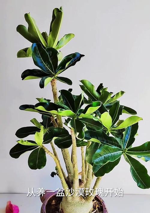 玫瑰花苞的养护方法是什么？如何促进玫瑰花苞的开放？