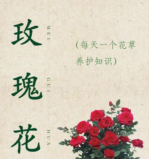 玫瑰花苞的养护方法是什么？如何促进玫瑰花苞的开放？