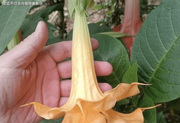 诅咒花的含义是什么？