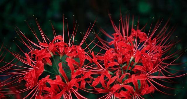 诅咒花的含义是什么？