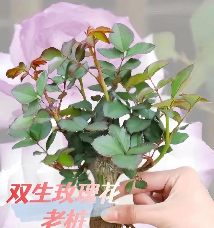 山洞环境适合种植哪种玫瑰花？