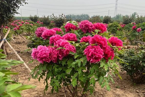 秋冬季节牡丹花如何养护？新种牡丹花的正确养护方法是什么？