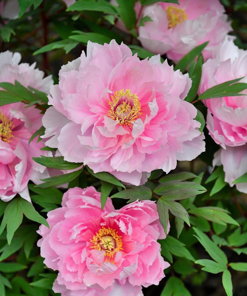 秋冬季节牡丹花如何养护？新种牡丹花的正确养护方法是什么？