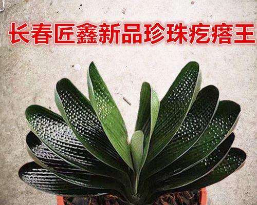 园头短叶君子兰种子播种技巧？