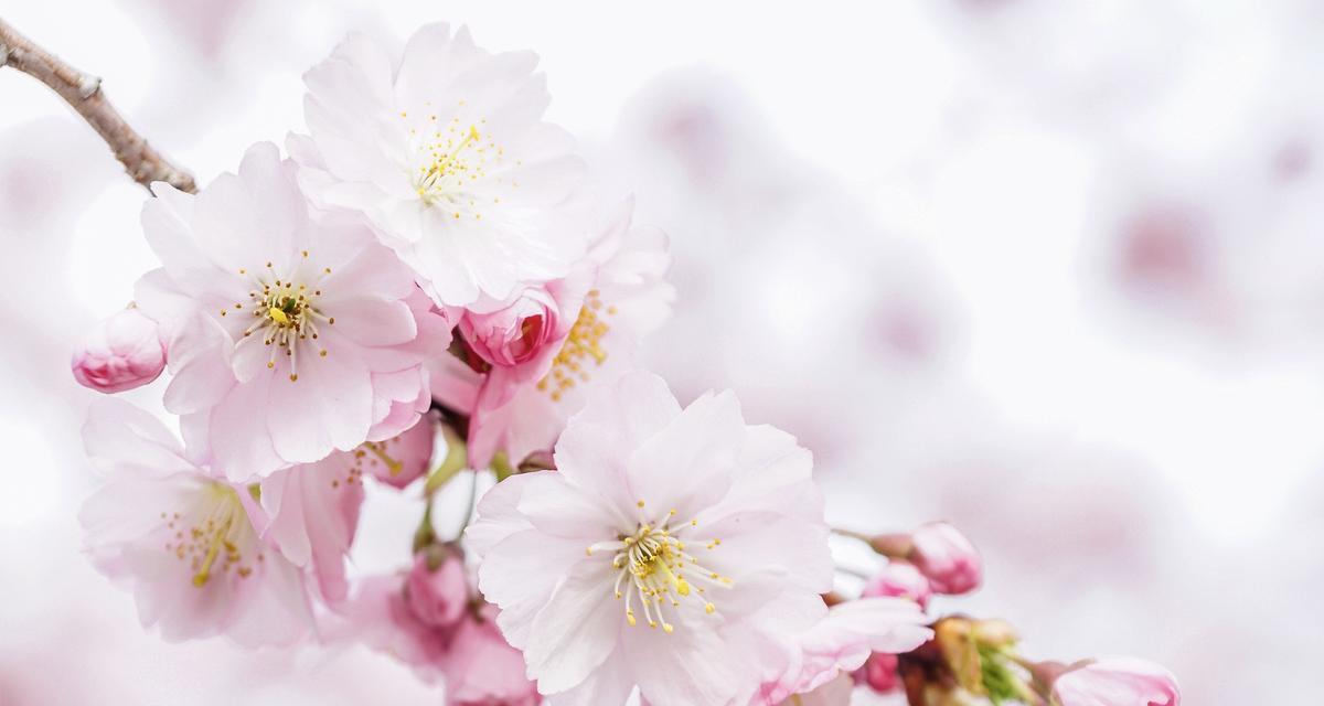 樱花的真正花语是什么？樱花代表的含义是什么？