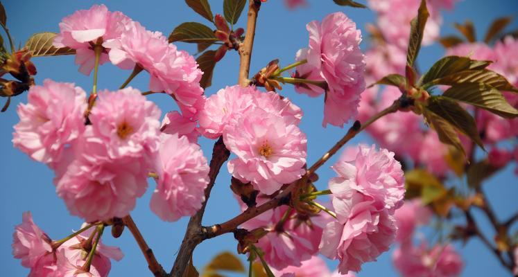 樱花的真正花语是什么？樱花代表的含义是什么？