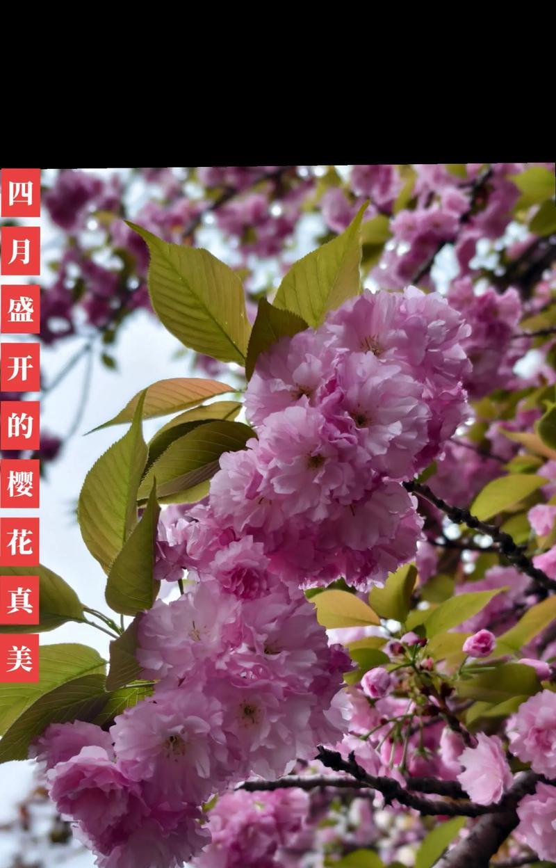 樱花的真正花语是什么？樱花代表的含义是什么？