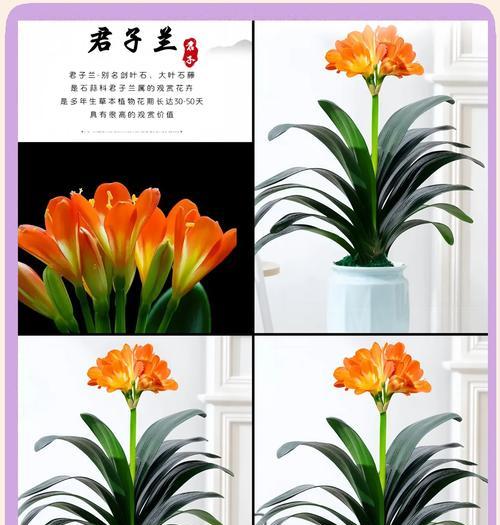 君子兰象征着哪些品质？