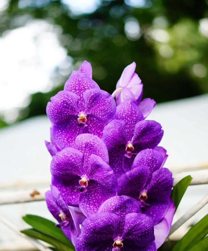紫色紫荆花的花语是什么？它在花语中代表了哪些情感？